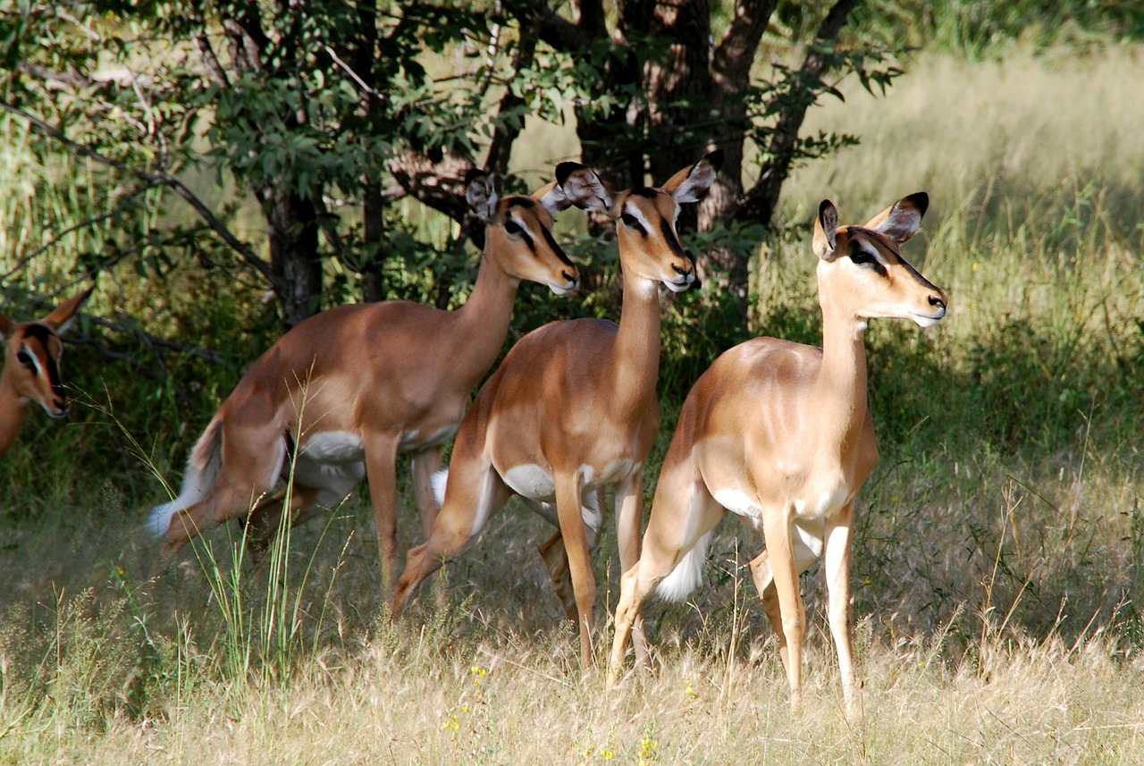 animals impala africa free photo
