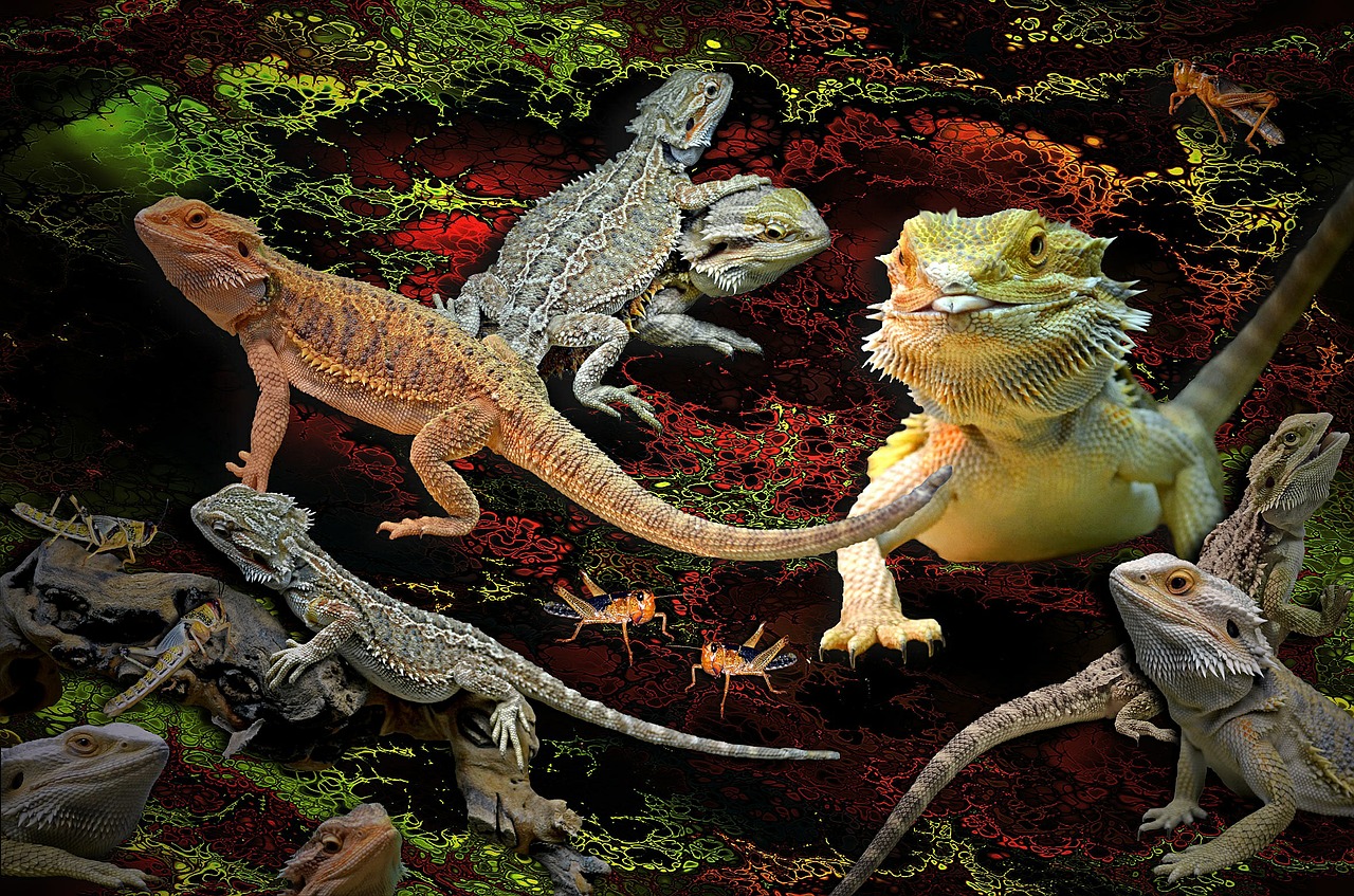 animals lizards agamas free photo