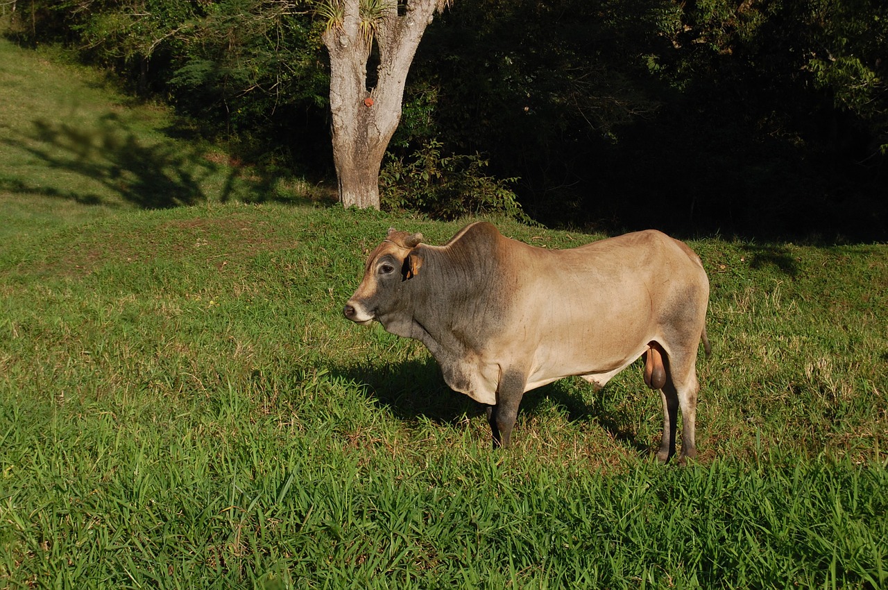 animals oxen breeding free photo