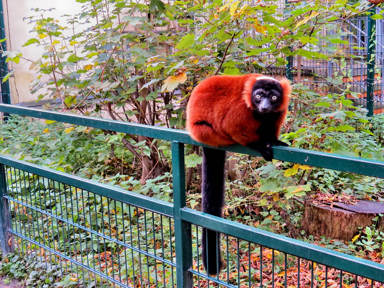 animals primates red vari free photo