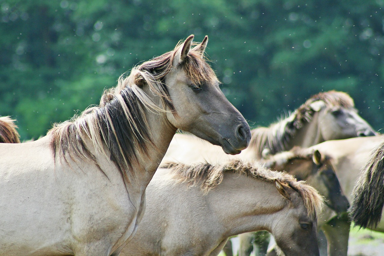 animals horses wild horses free photo