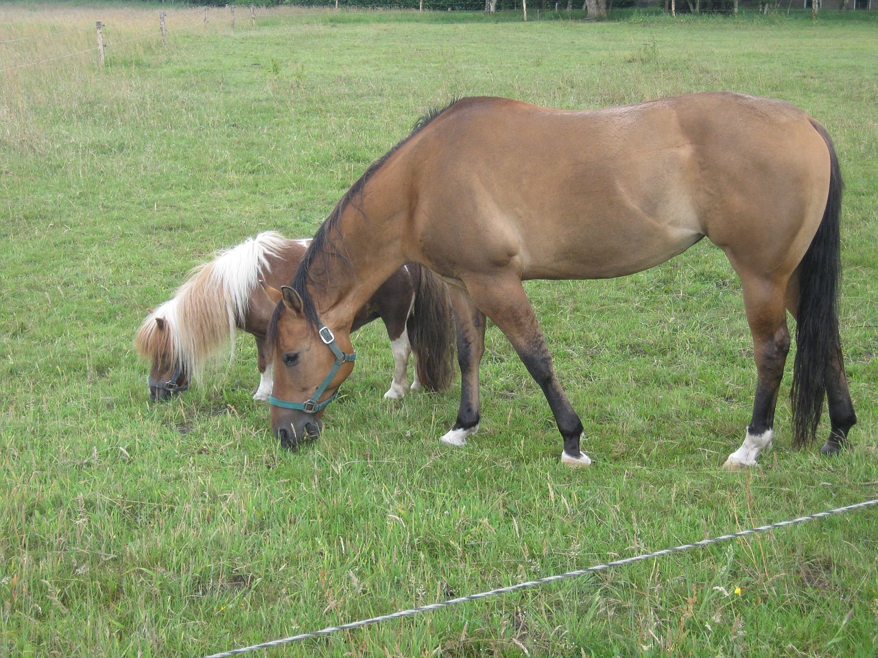 animals horses countryside free photo