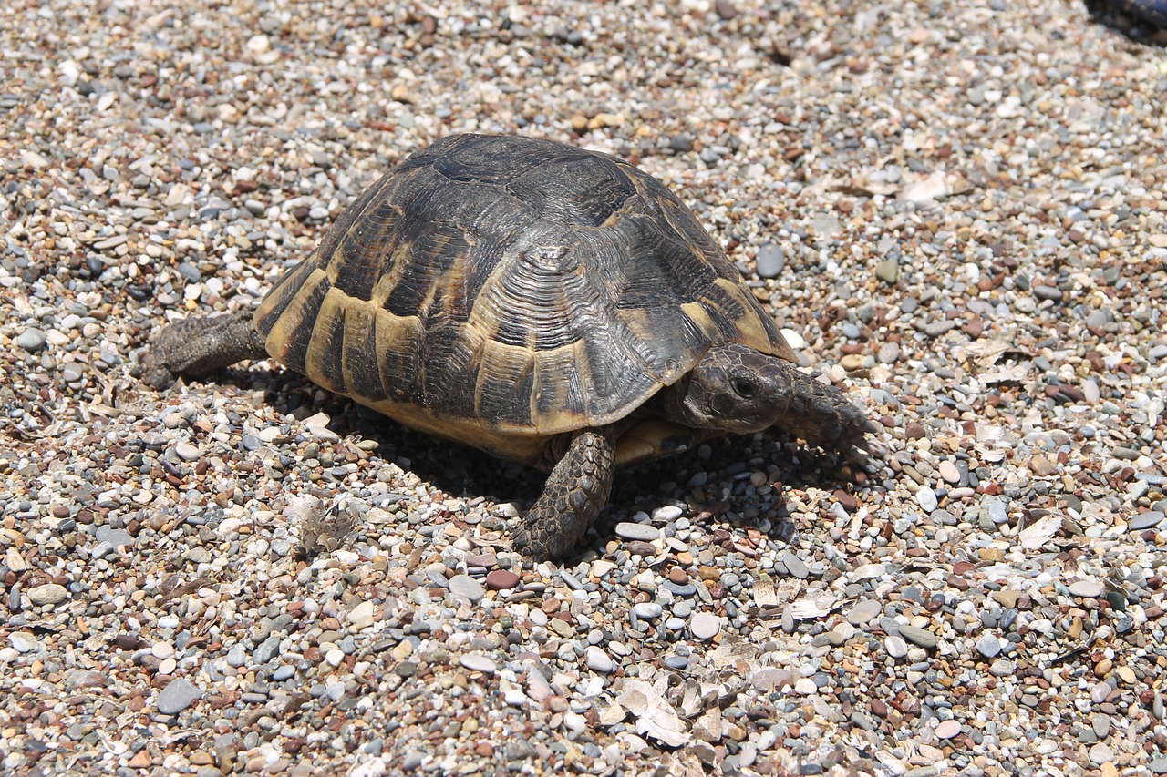 animals sand nature free photo