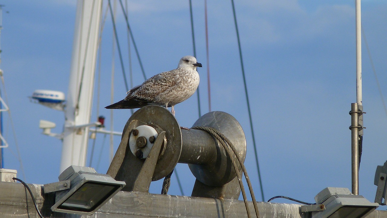 animals nature birds free photo