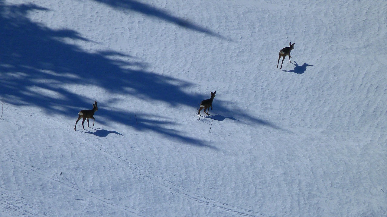 animals nature deer free photo