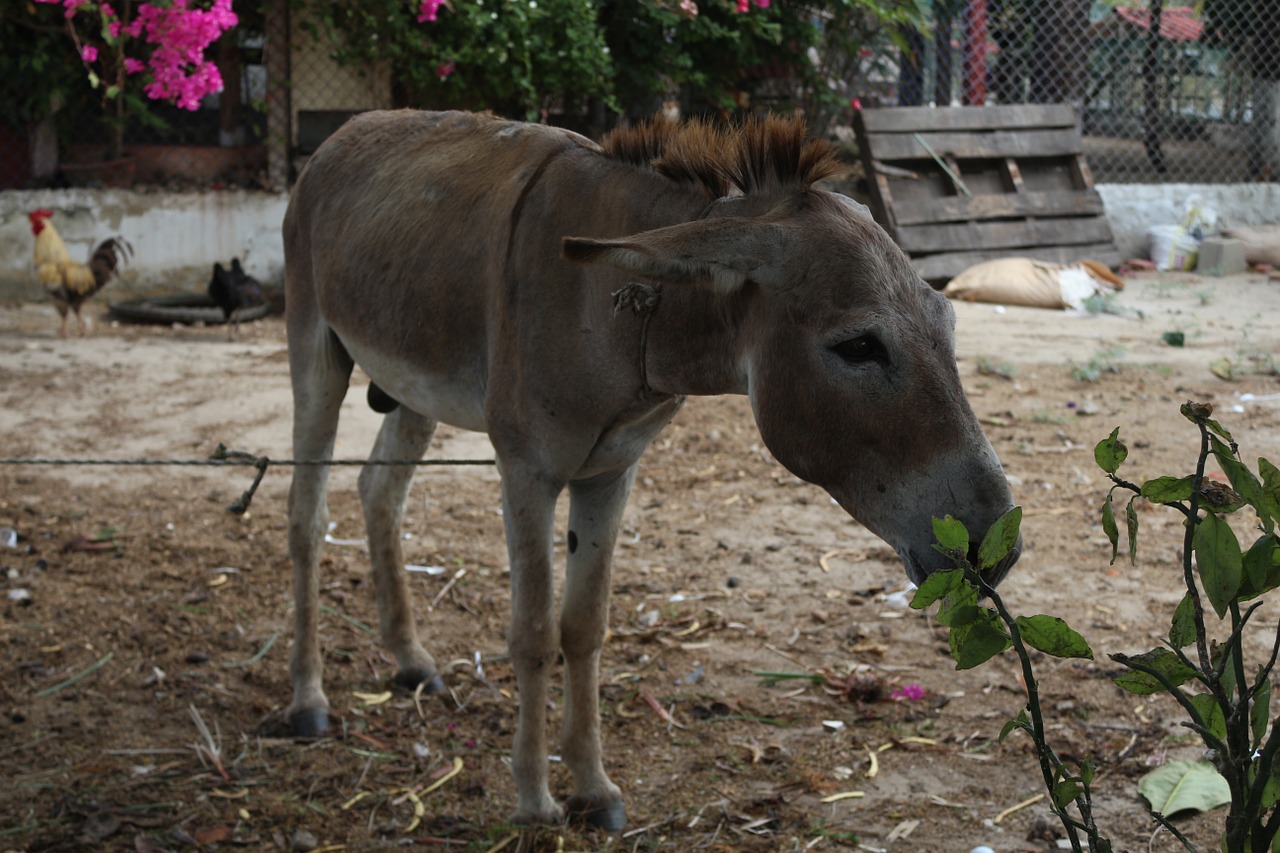 animals donkey poverty free photo