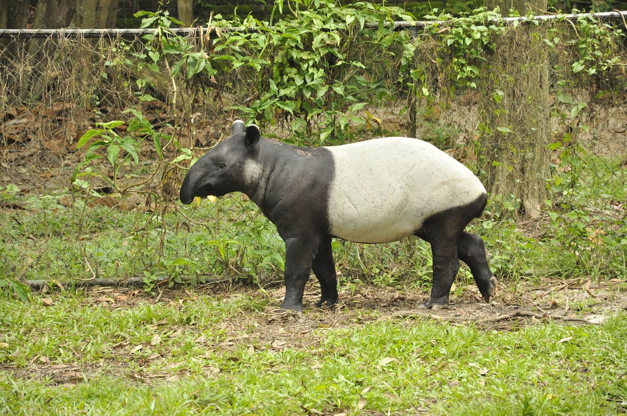 animals tapir mammal free photo