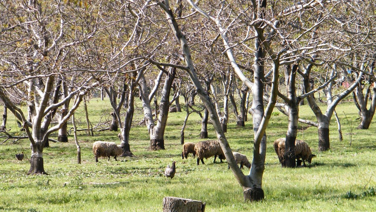 animals sheep field free photo