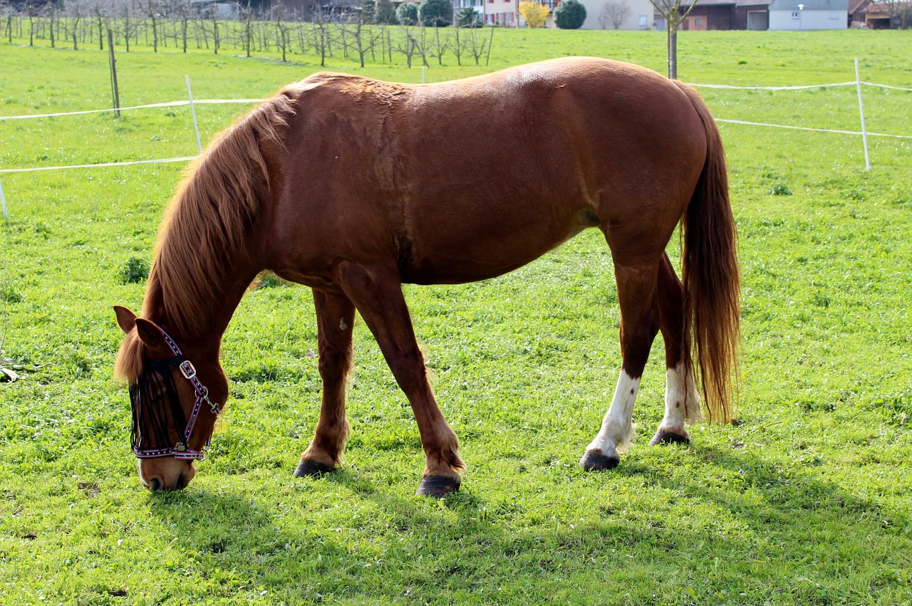 animals horse mare free photo