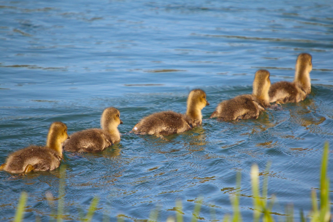 animals waterfowl ducks free photo