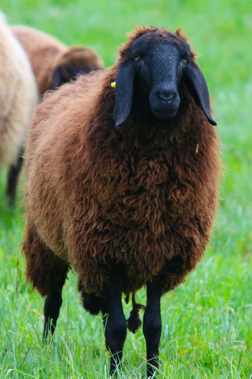 animals meadow pasture free photo