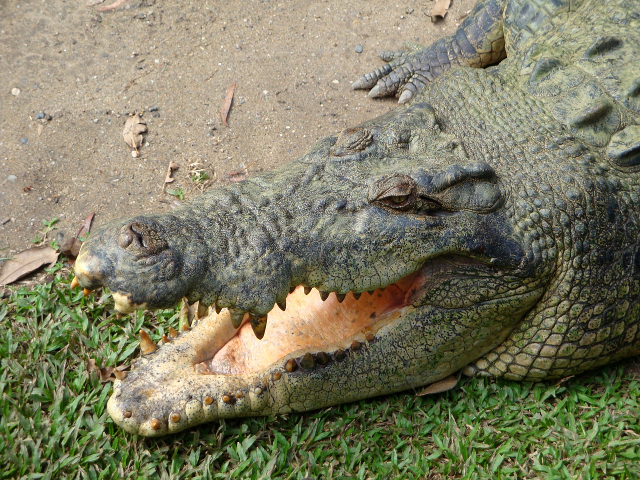 animals crocodile foot free photo