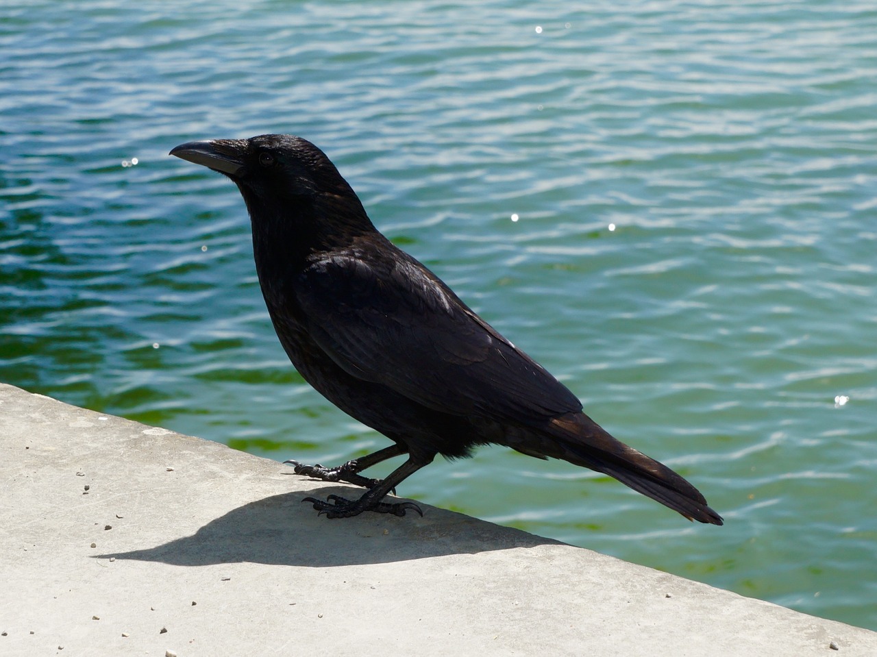 animals bird raven free photo