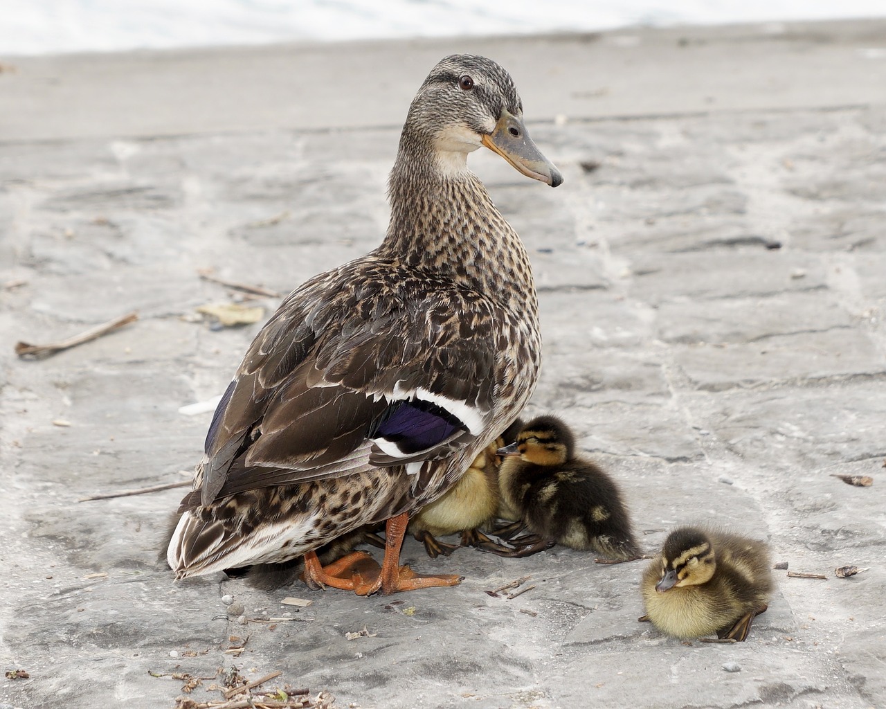 animals waterfowl mallard free photo