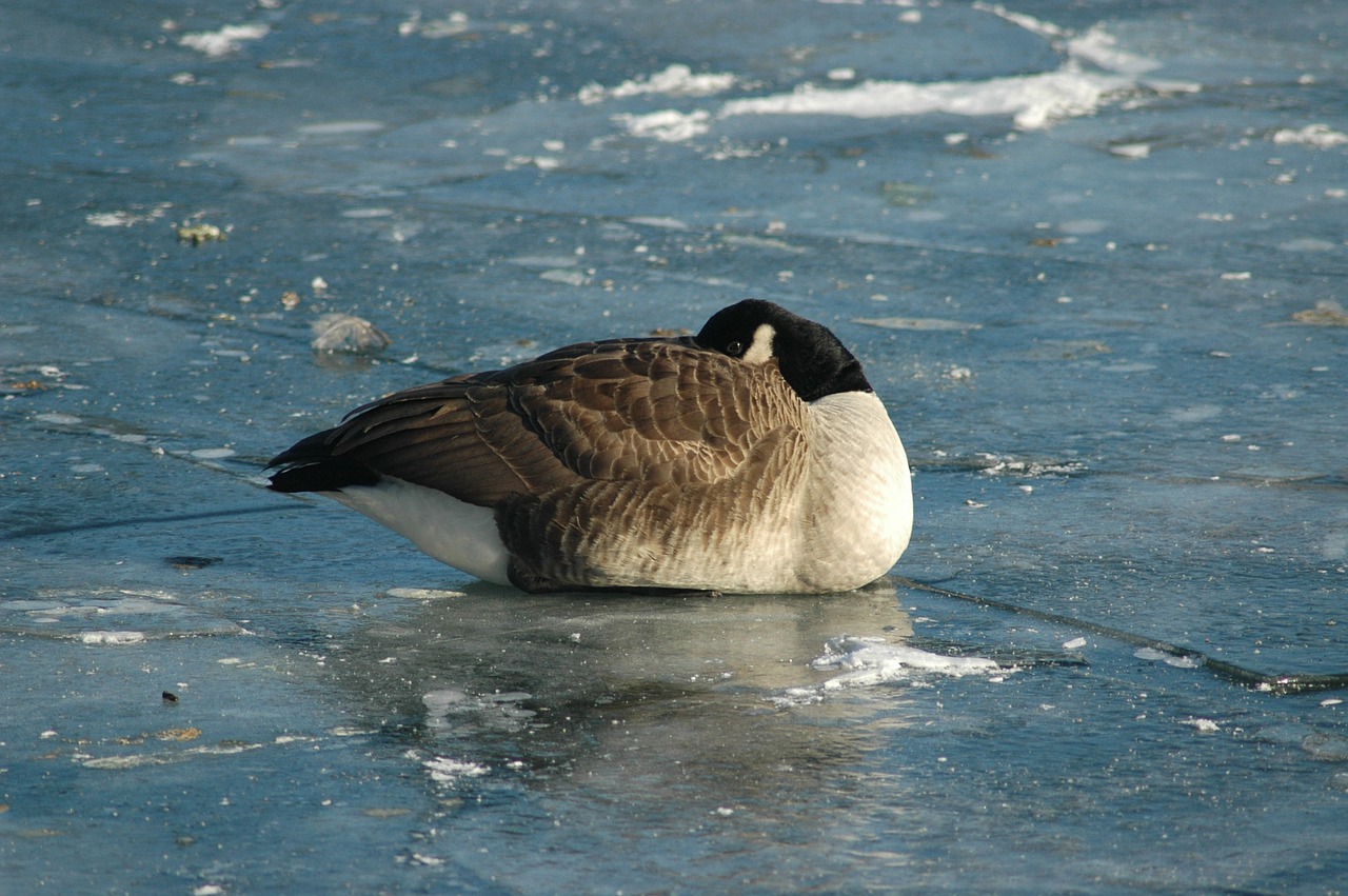 animals bird goose goose free photo