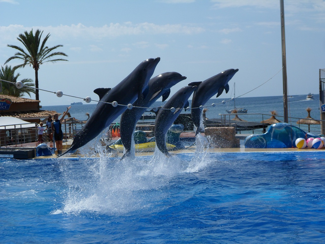 animals water dolphin free photo