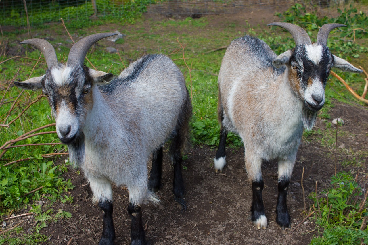 animals goats swedish free photo