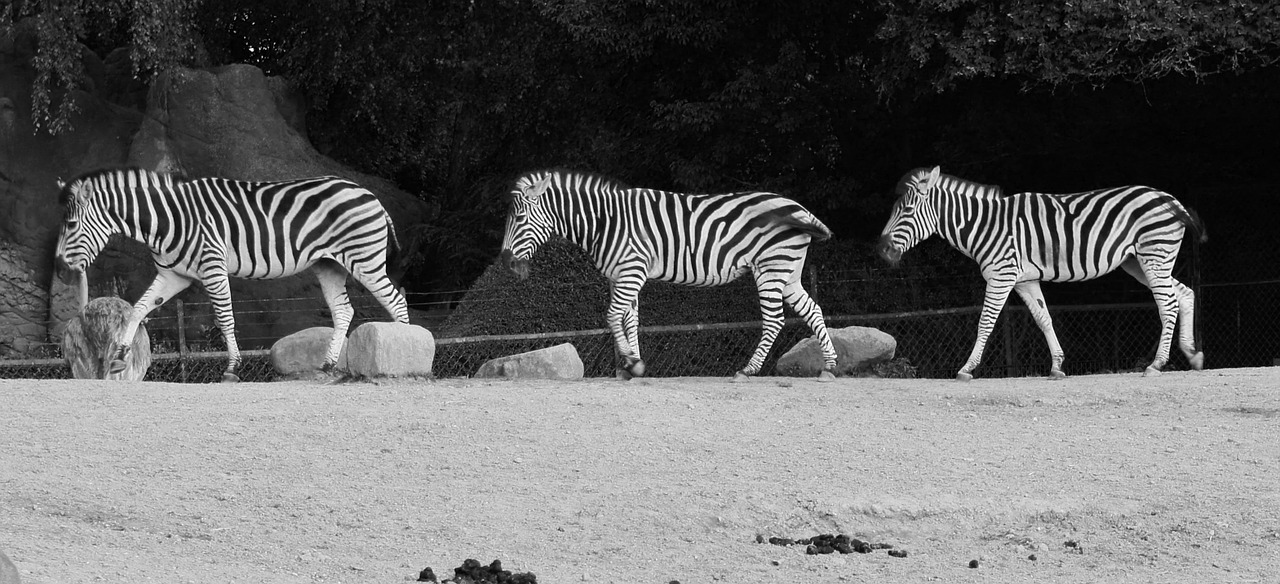 animals zebras black and white free photo