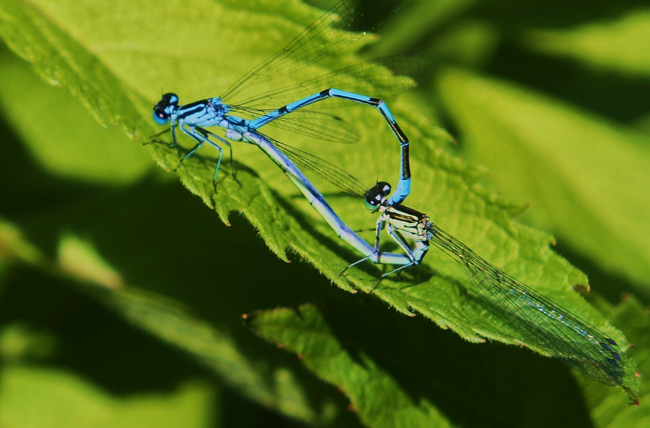 animals dragonflies insect free photo