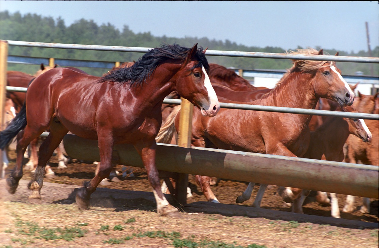 animals kazan farm free photo