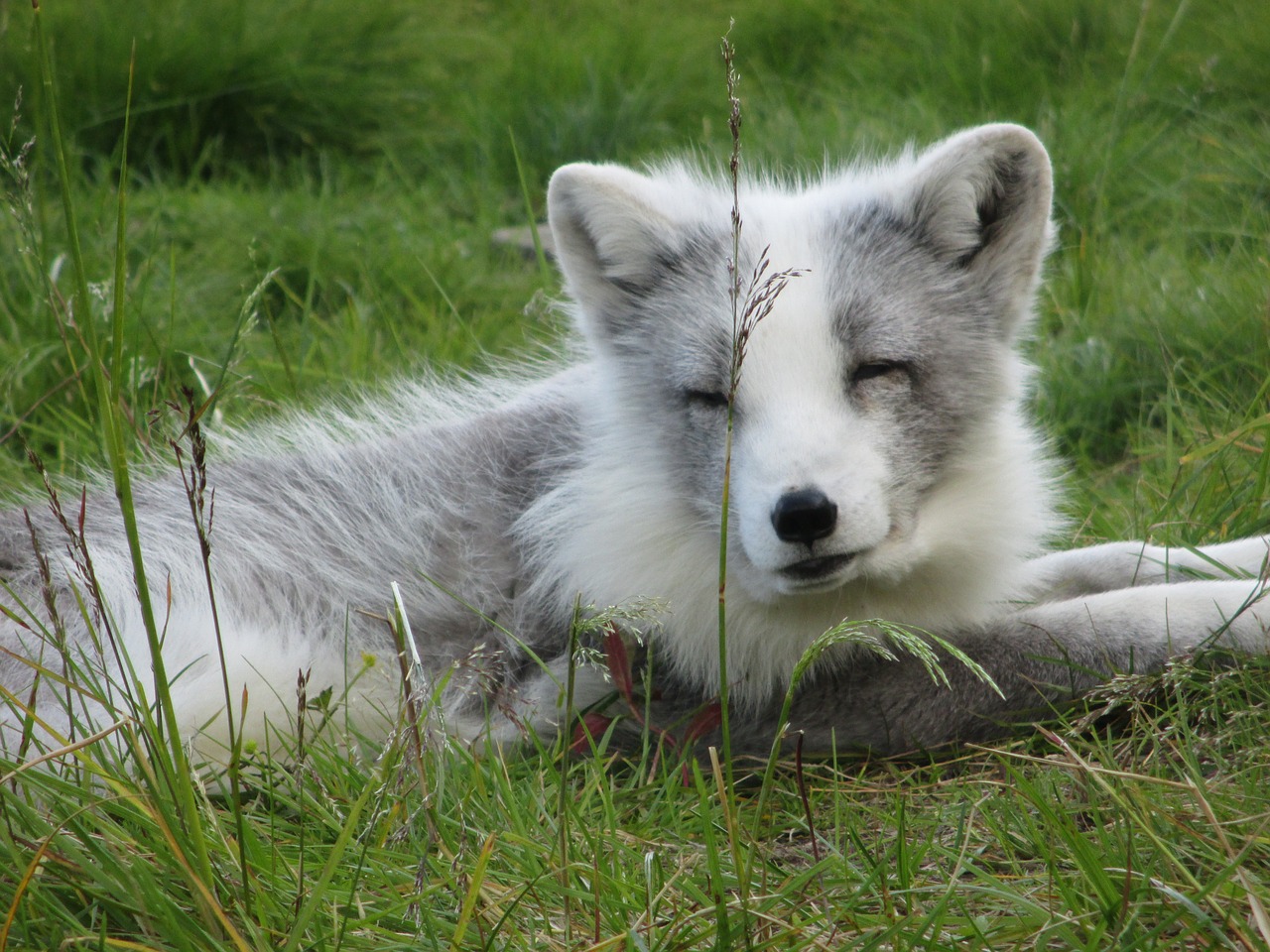 animals polar zoo norway free photo