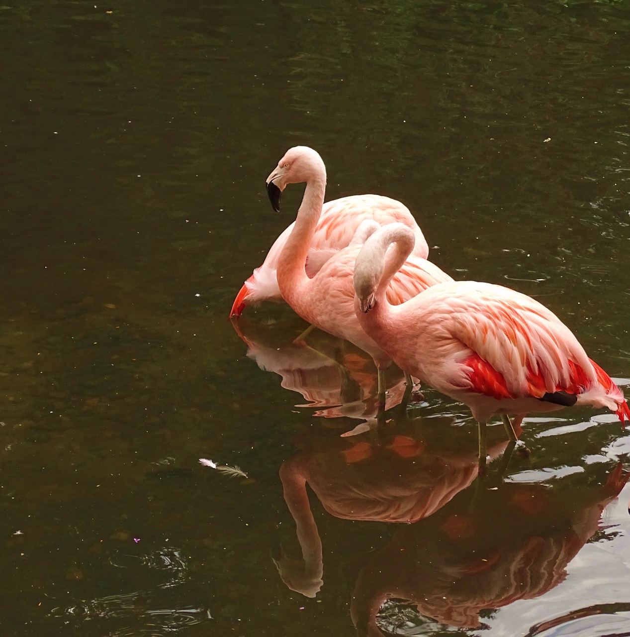 animals flamingos pink free photo