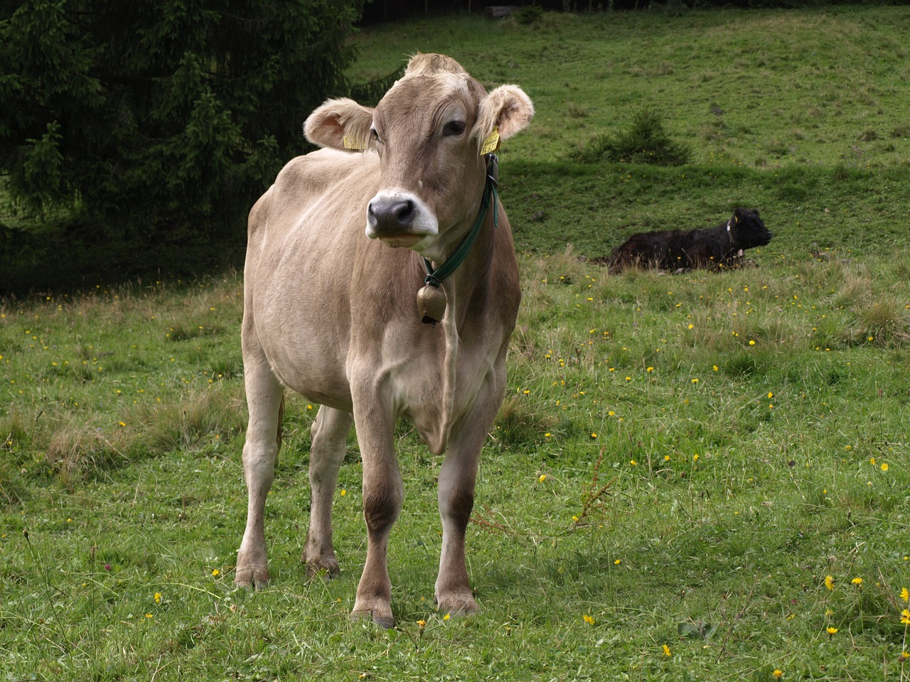 animals cows allgäu free photo