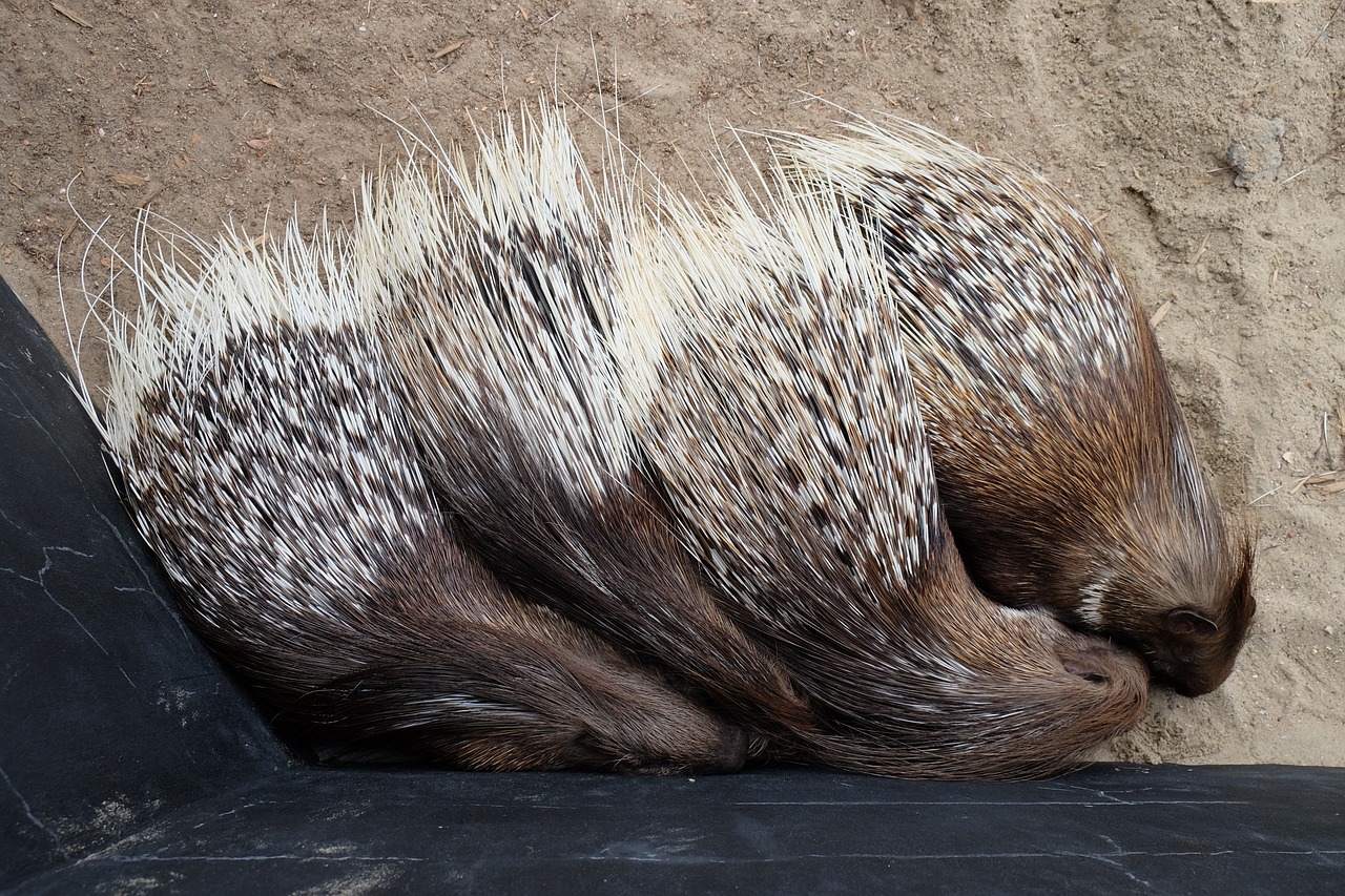 animals porcupine free pictures free photo