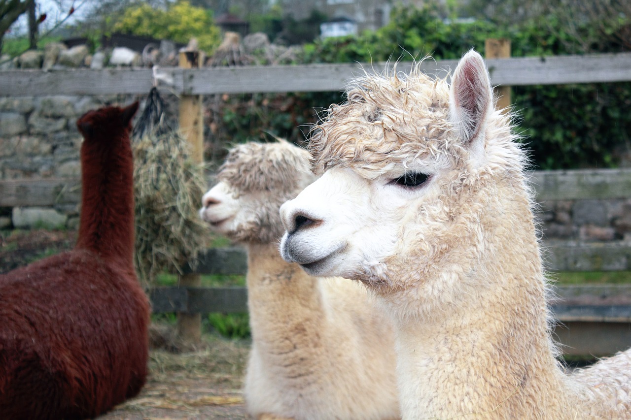 animals llama mammal free photo