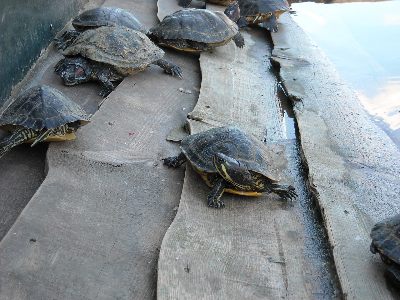 tortoise animals invertebrates free photo