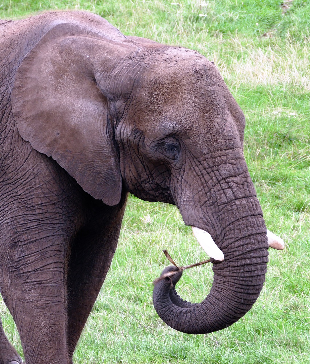 animals elephant nature free photo