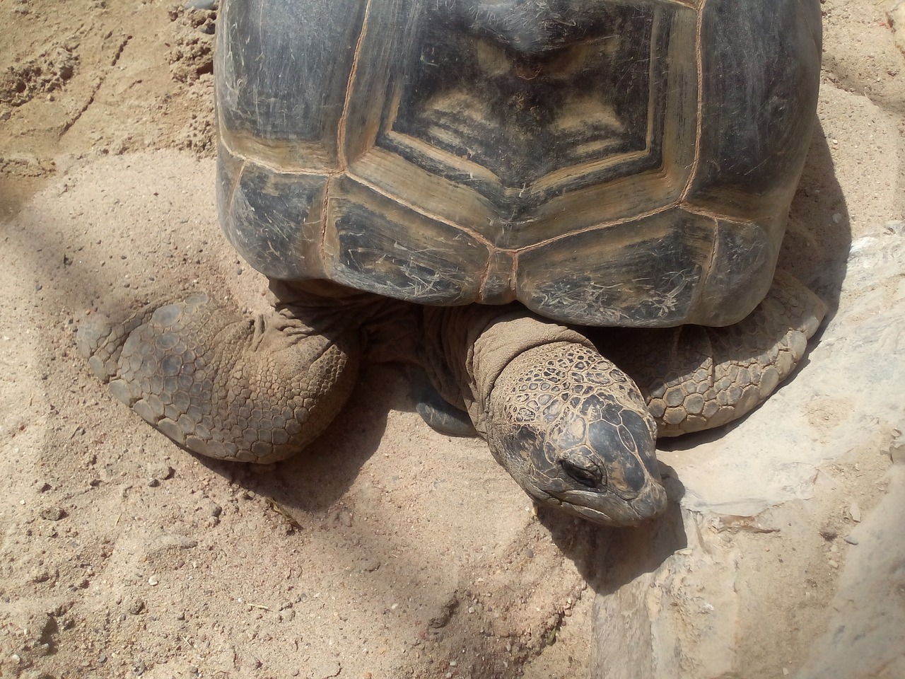 animals tortoise reptiles free photo