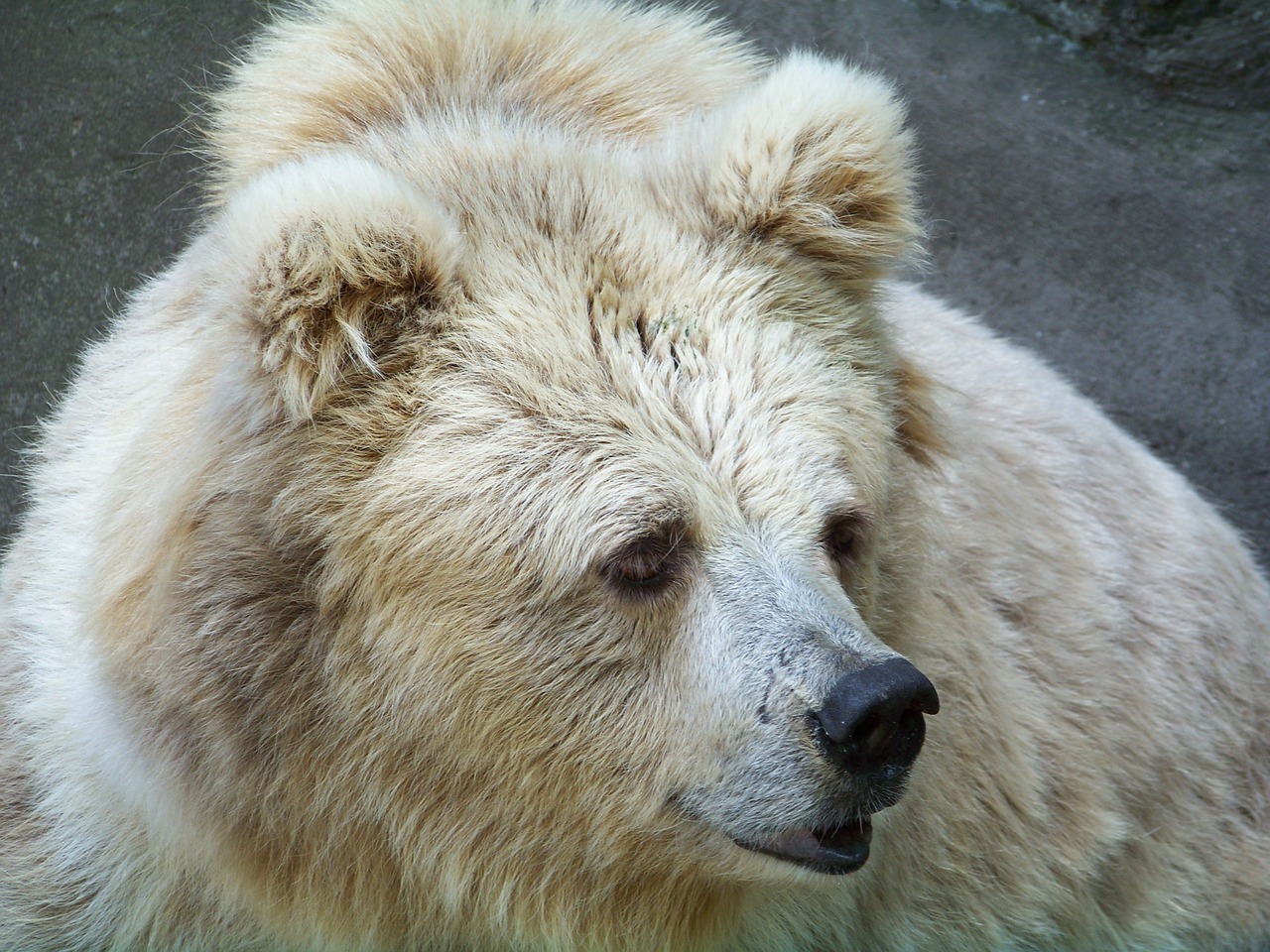 animals zoo bear free photo