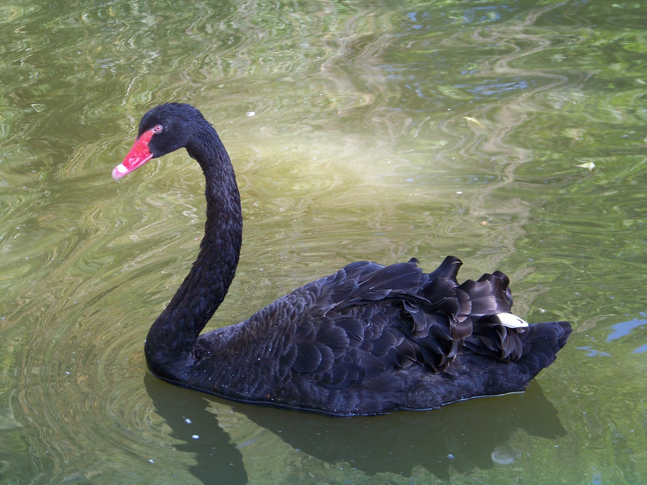 animals zoo swan free photo