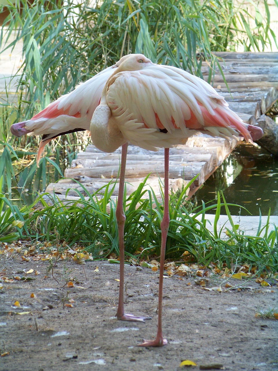 animals zoo flamingo free photo