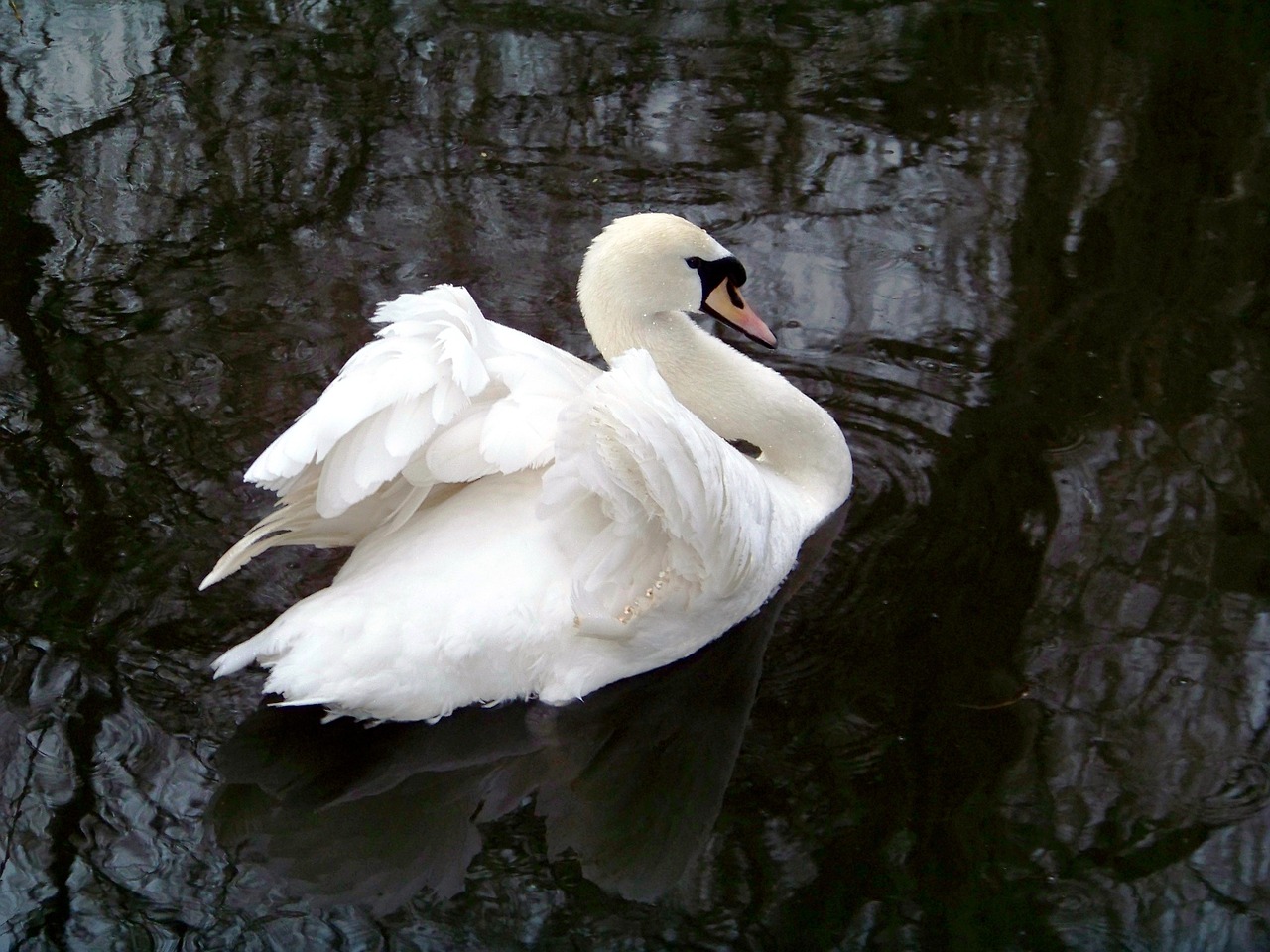 animals zoo swan free photo