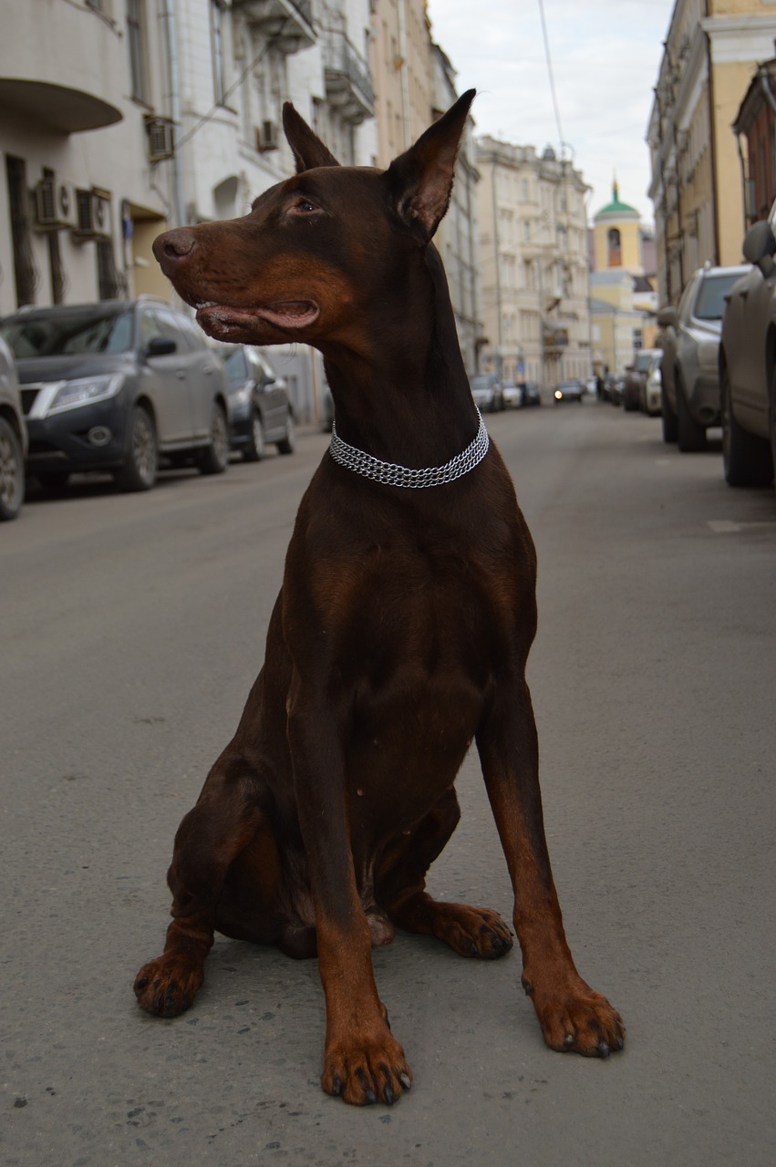 animals doberman each free photo