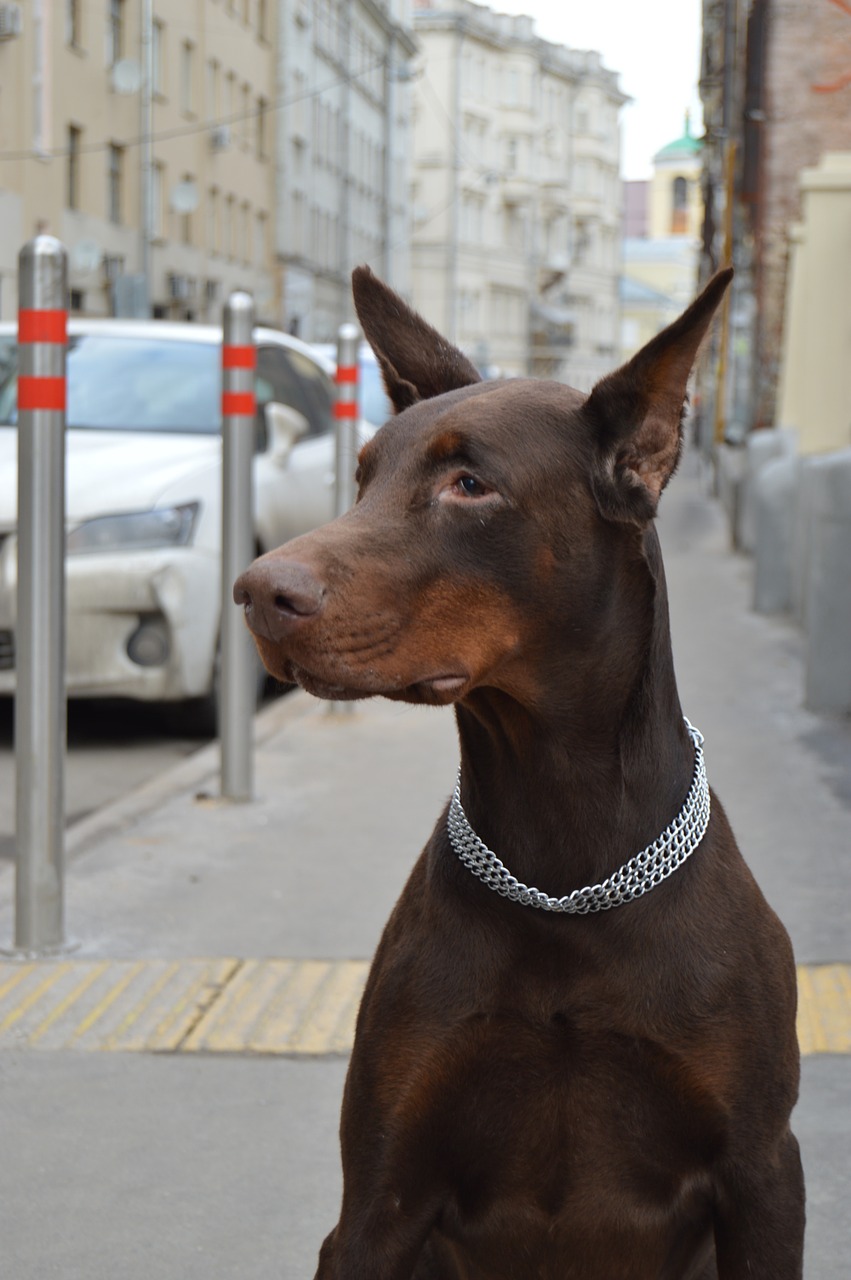 animals doberman each free photo