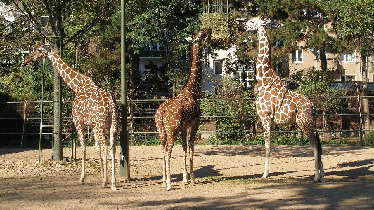 animals giraffes nature free photo