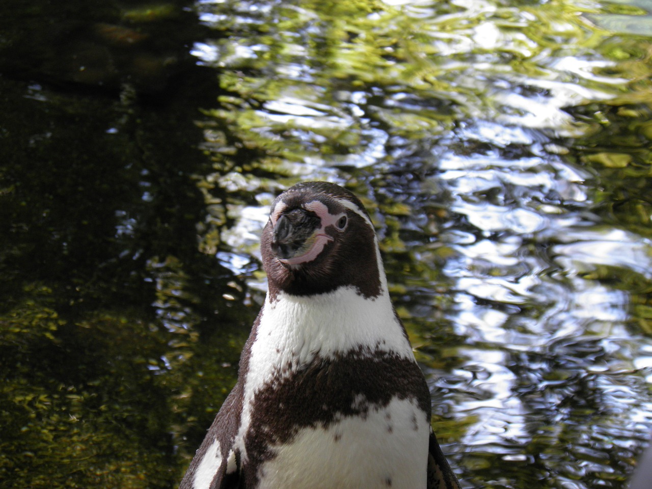 animals penguin prague zoo free photo