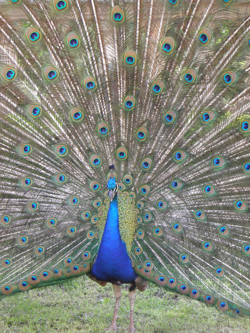 peacock animals bird free photo