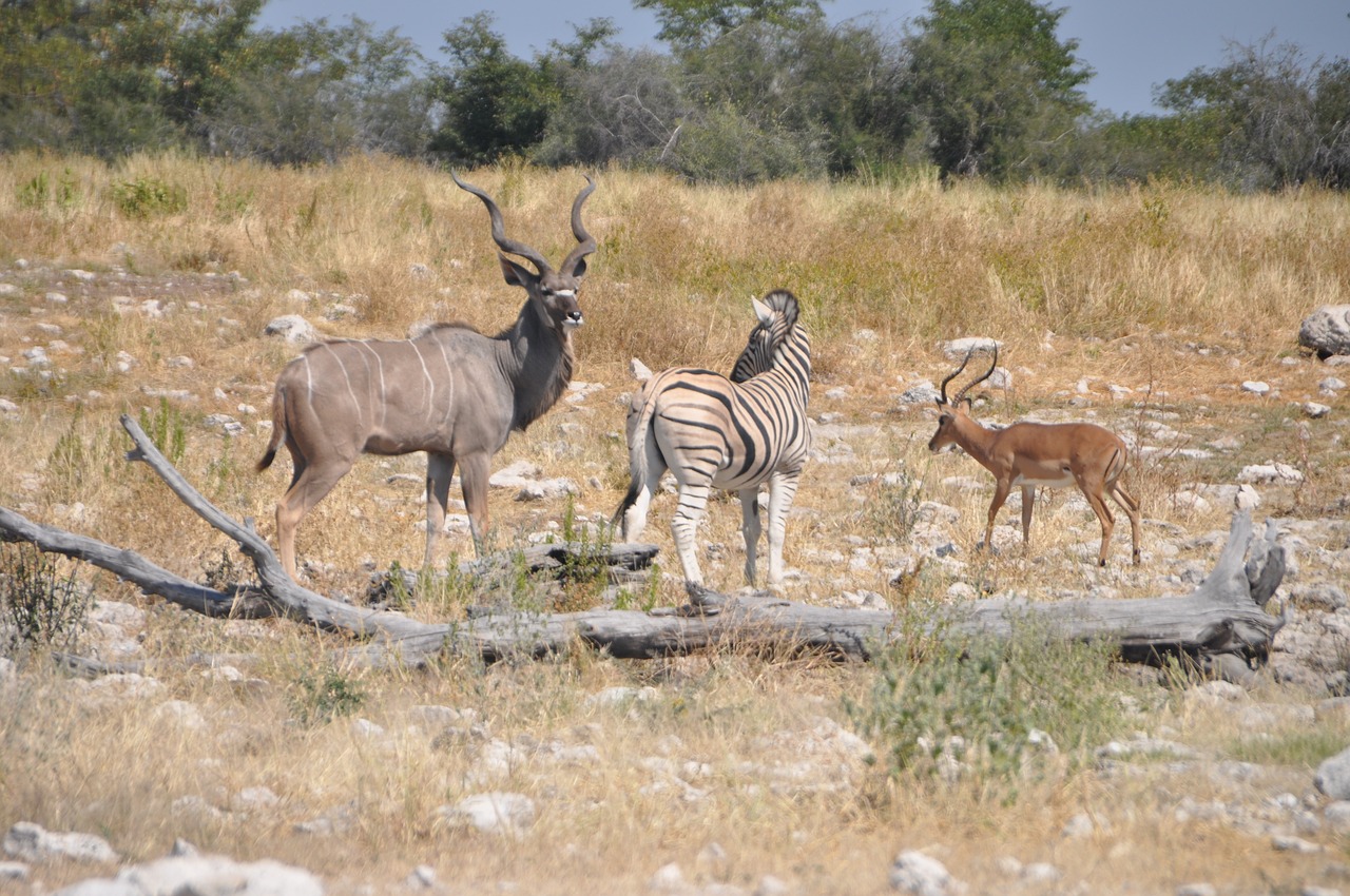 animals at water hole  zebra  kudu free photo