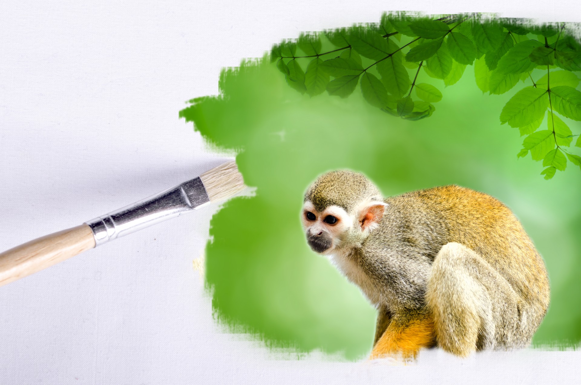 paintbrush outdoor monkey free photo