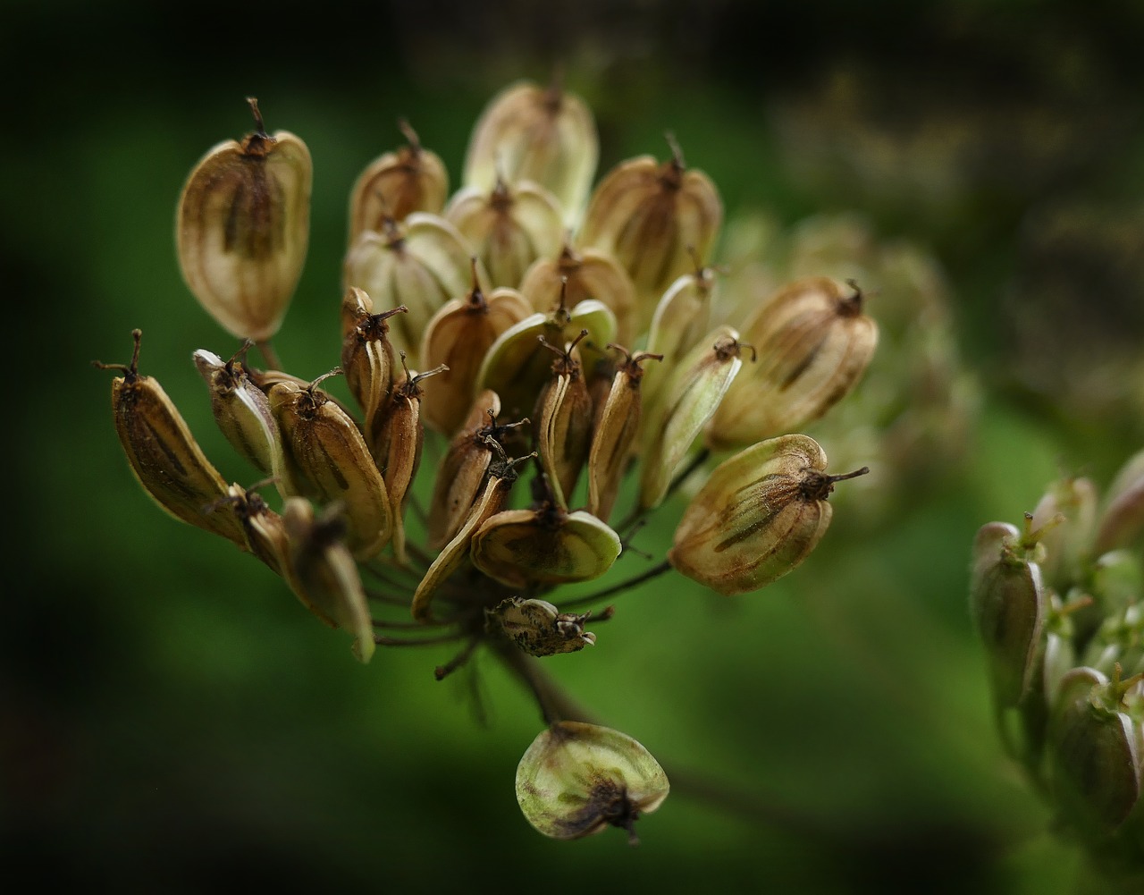 anise seeds gap fruits free photo