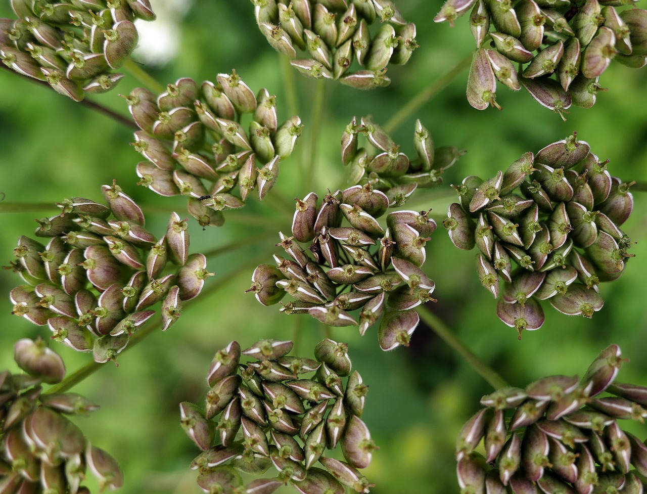 anise seeds gap fruits free photo