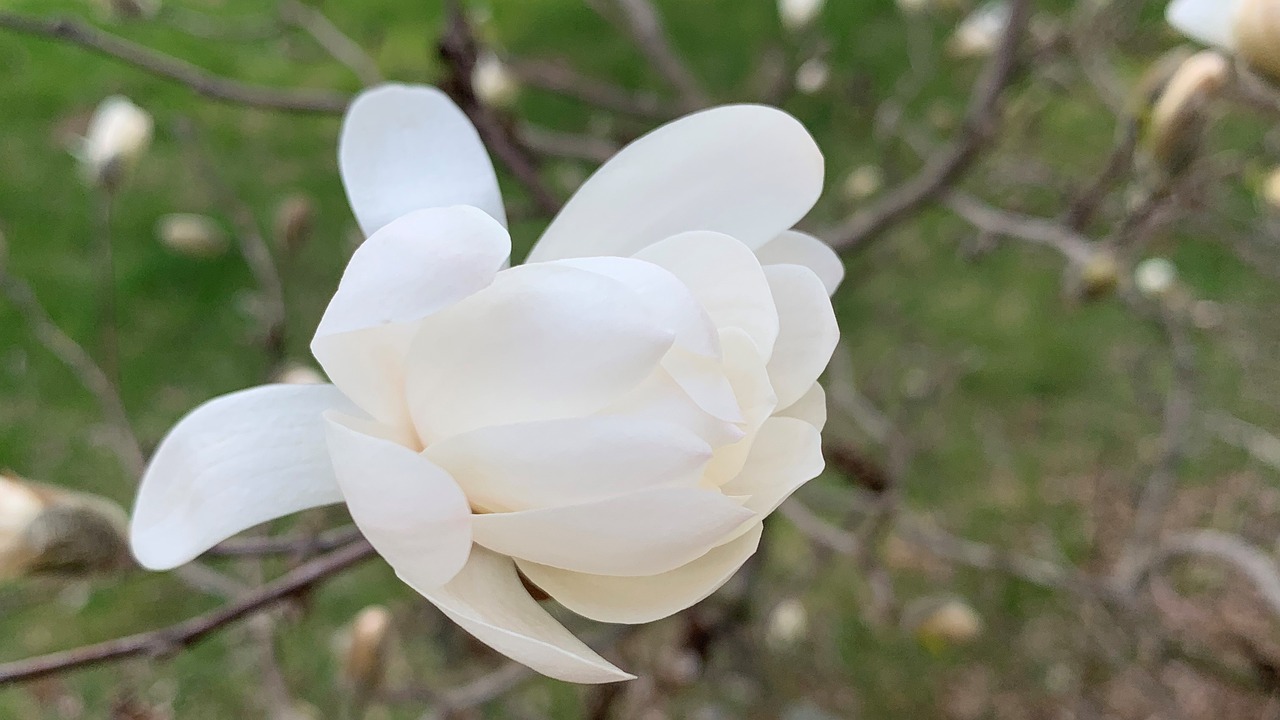 anise  magnolia  bud free photo