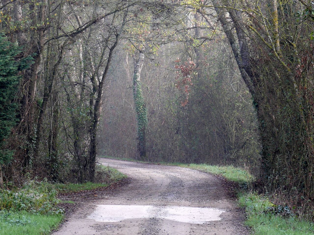 anjou forest light free photo