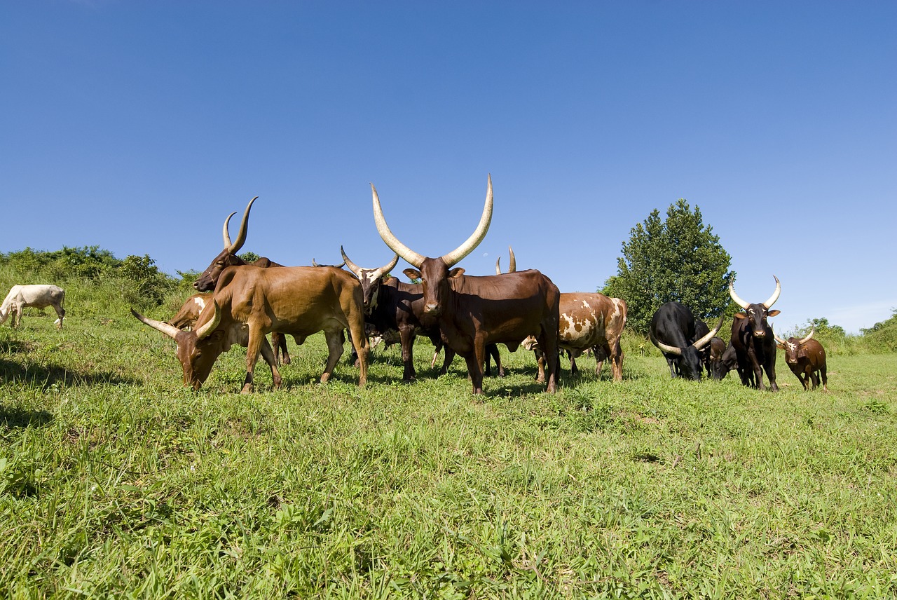 ankole cows cows grazing free photo