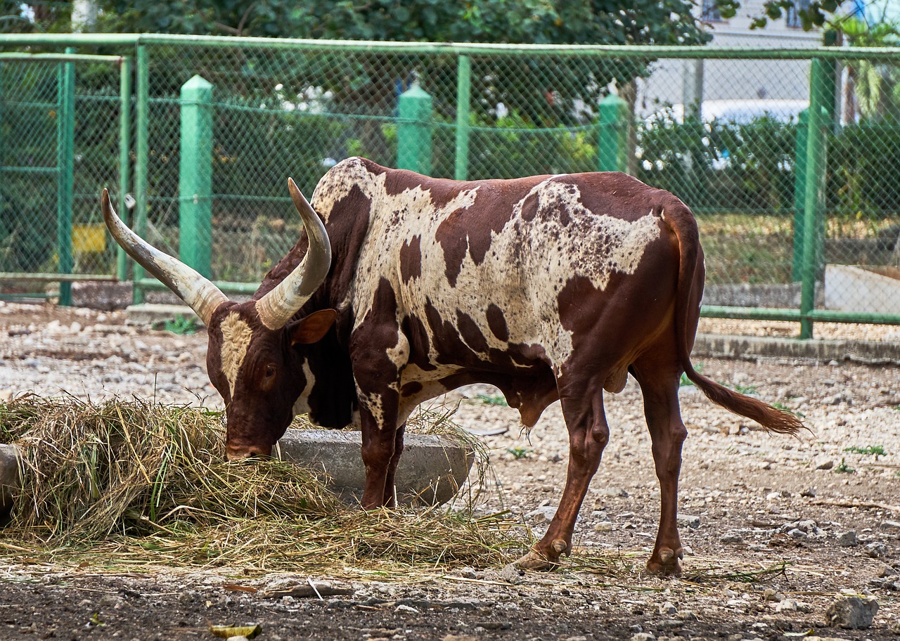 ankole-watusi  ruminant  animals free photo