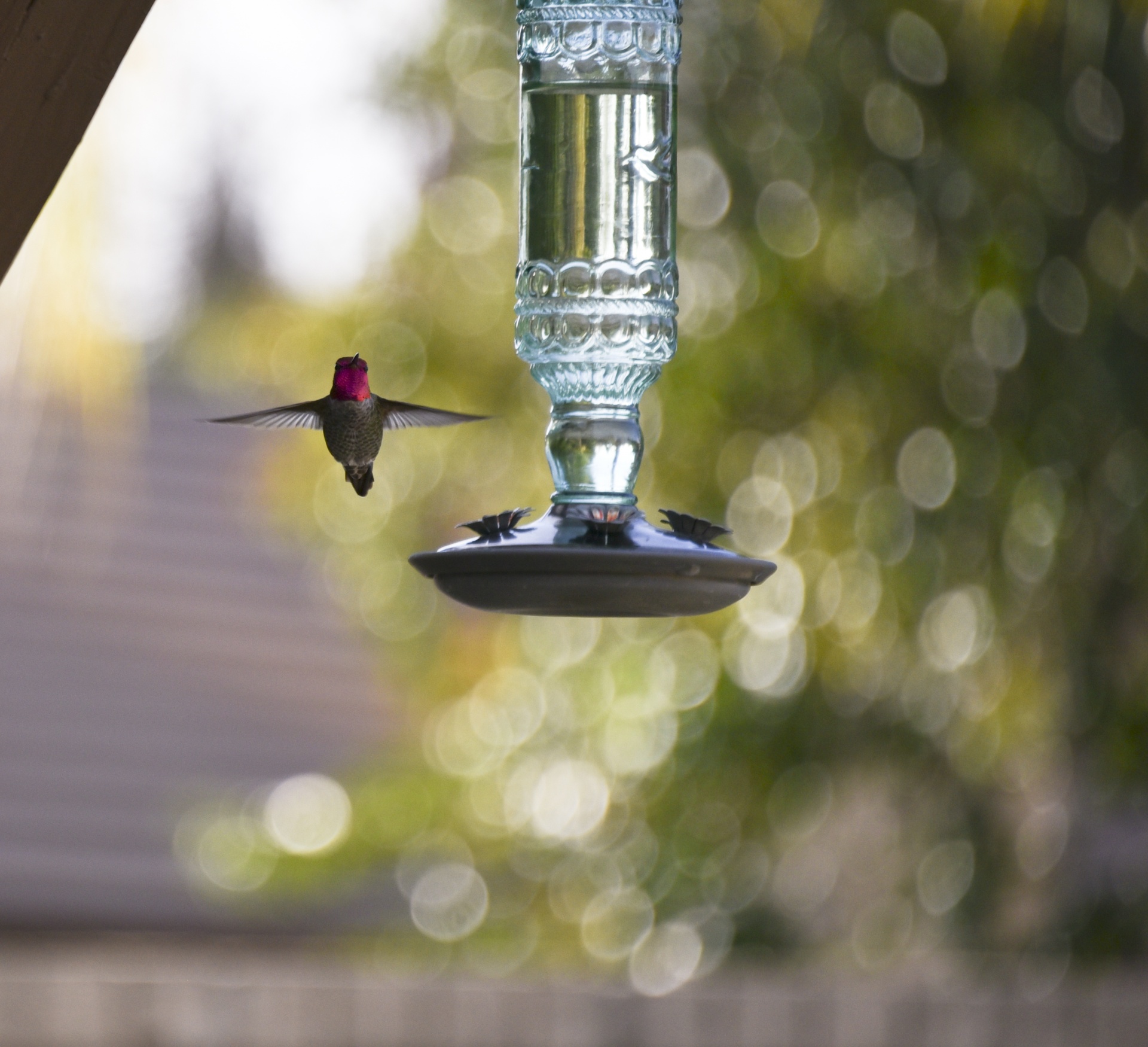 hummingbird red anna's free photo